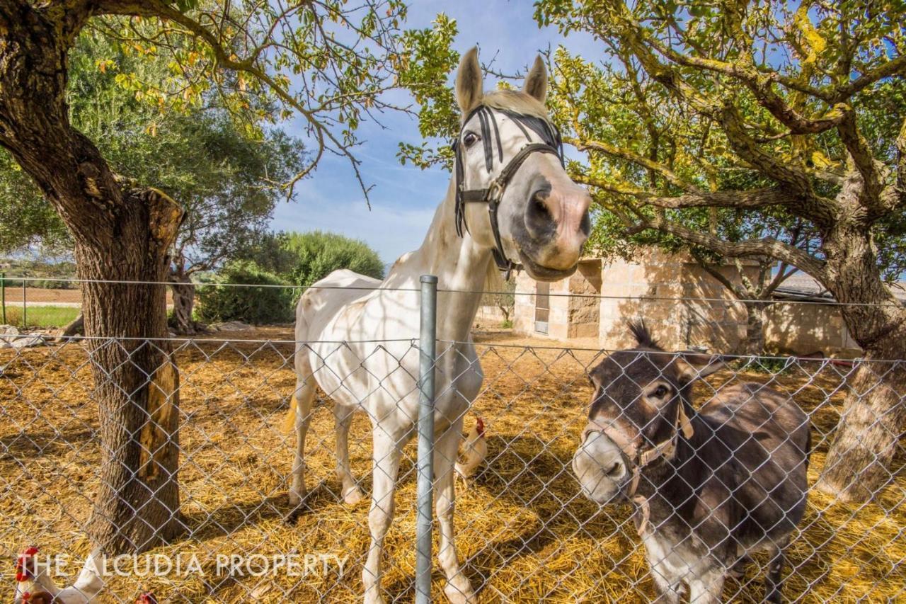 Finca Pegasus Alcúdia Buitenkant foto